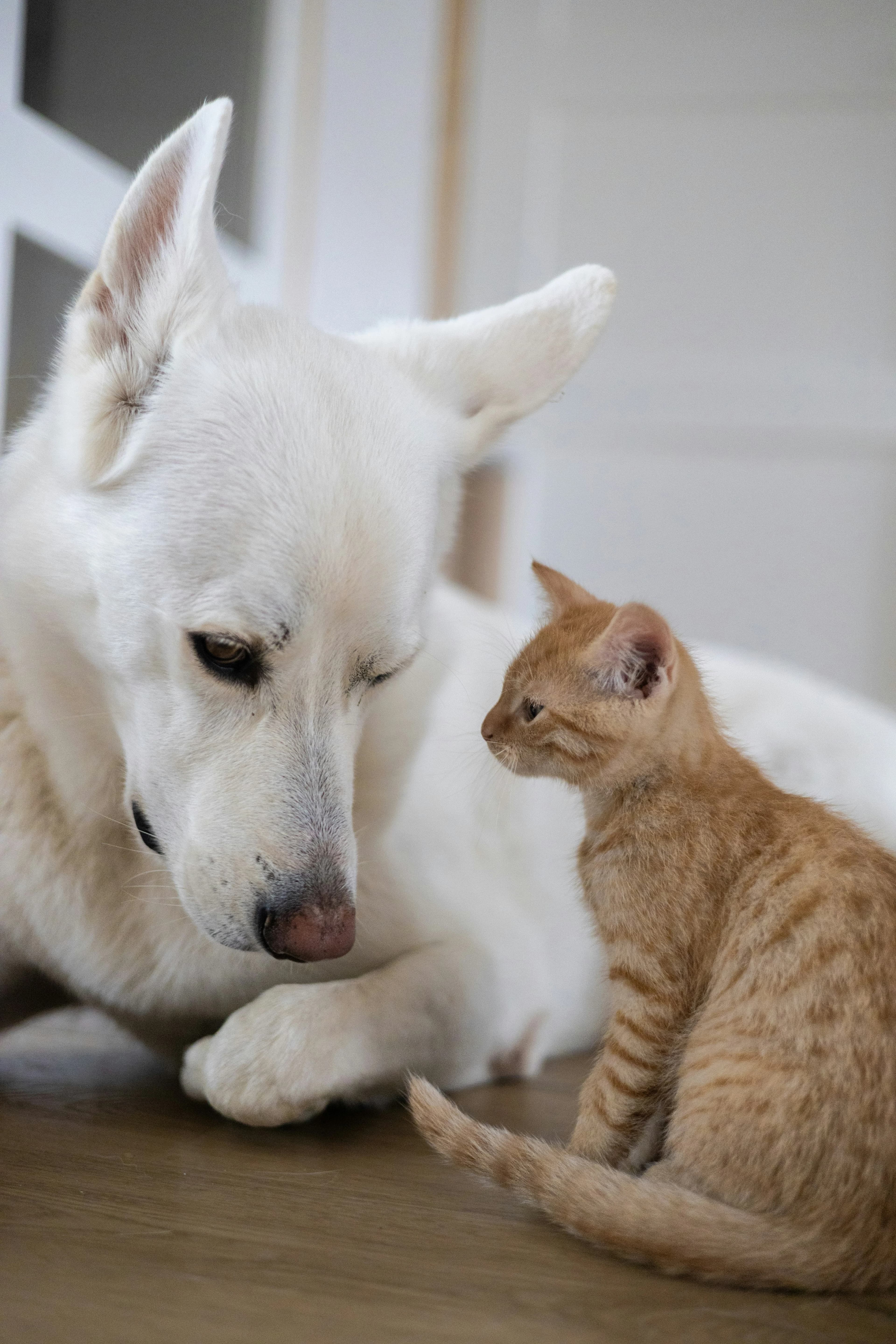 Pets