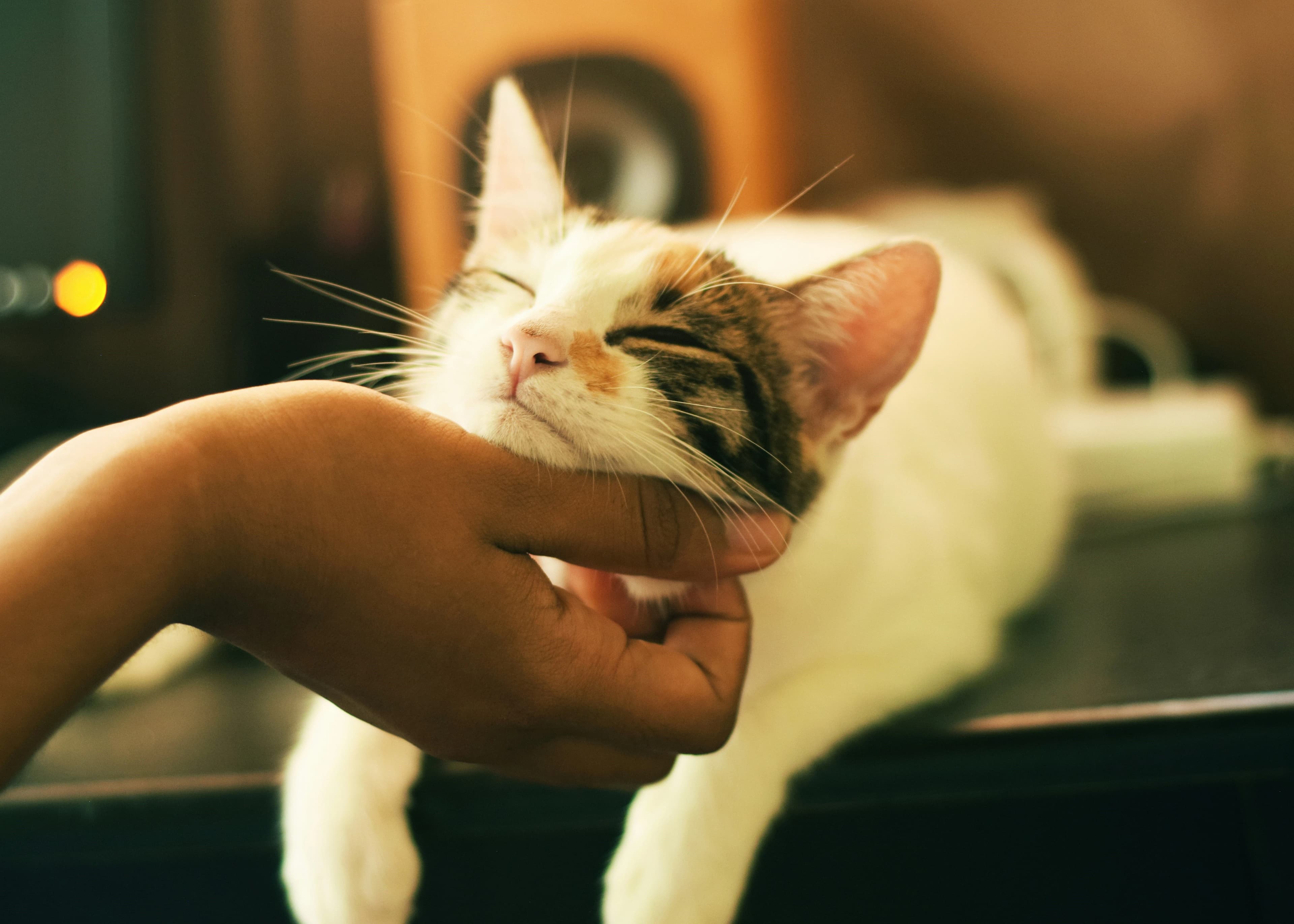 Cat resting its chin on hand to be petted