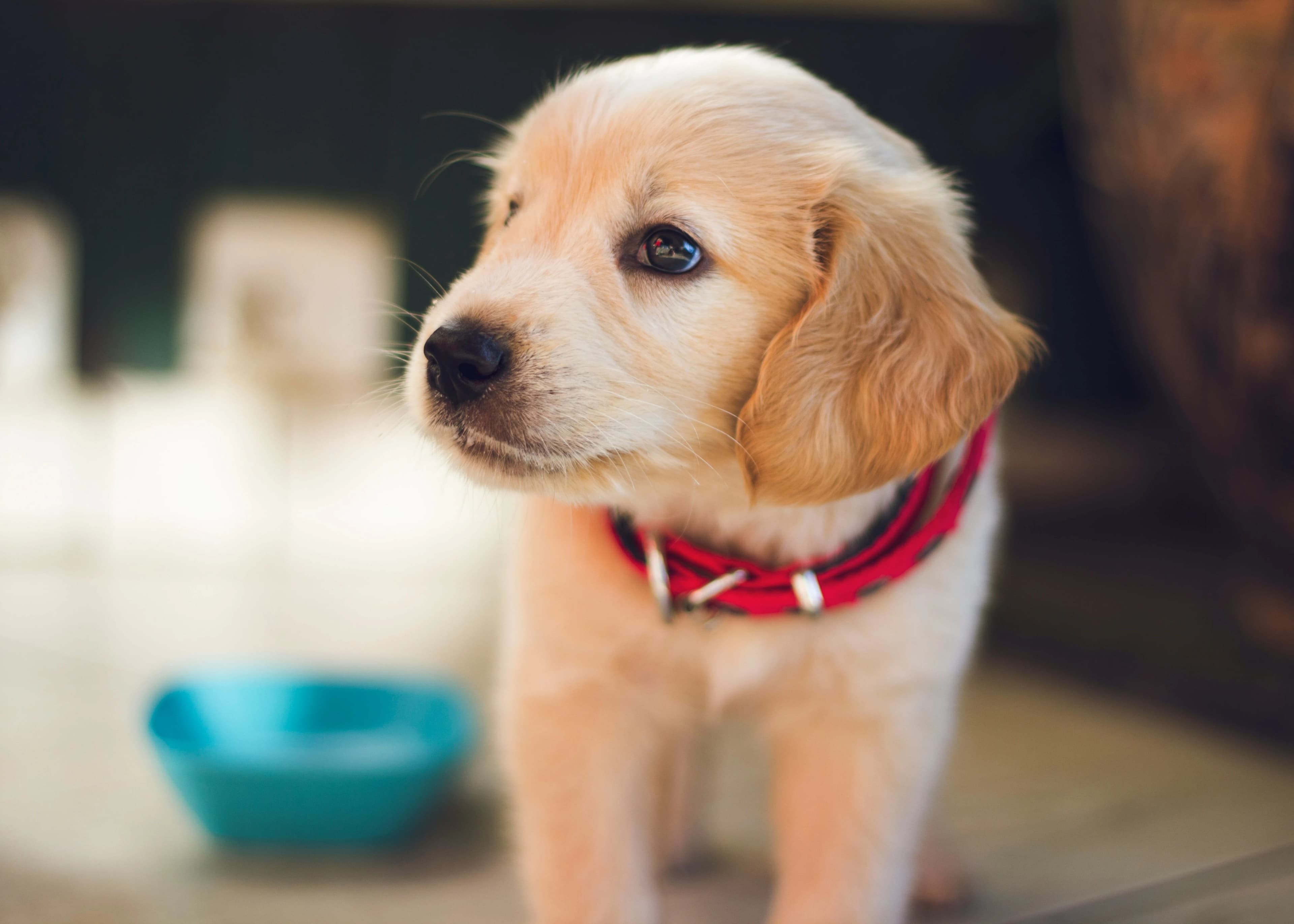 Cute puppy